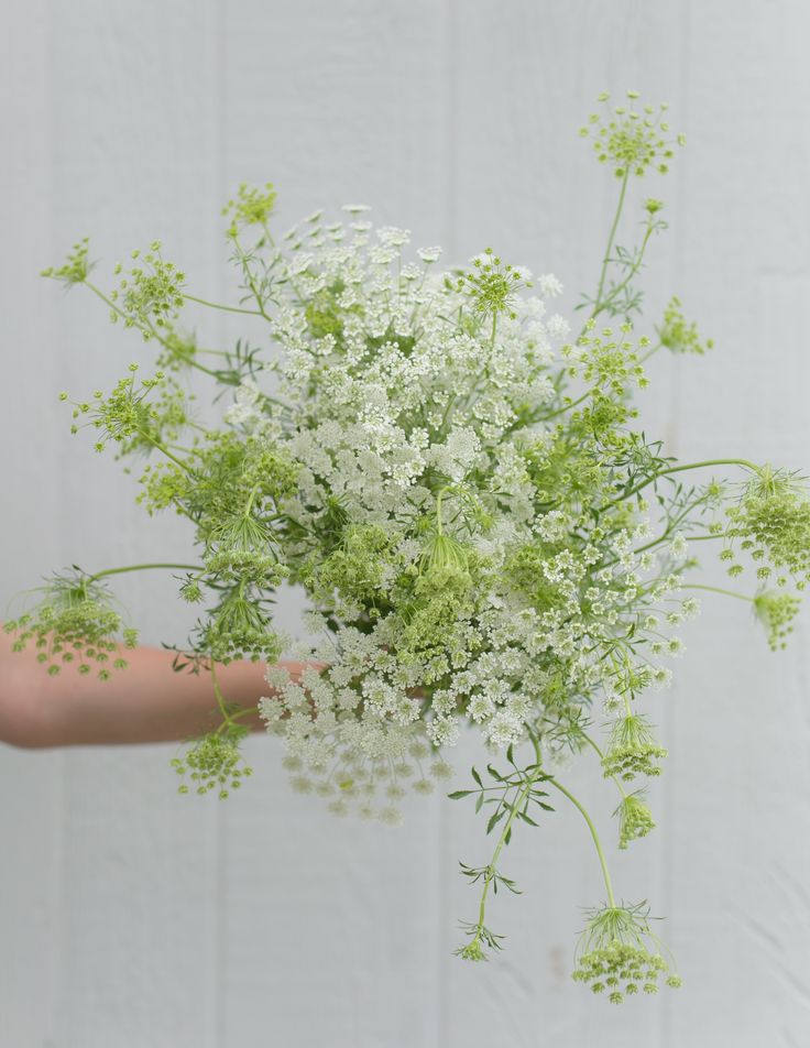 Ammi-flowers